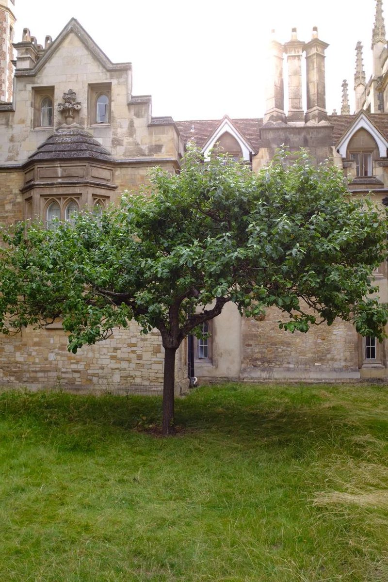 hula1414's tweet photo. Newton Apple Tree 🌳🍎 https://t.co/Art1S577ix