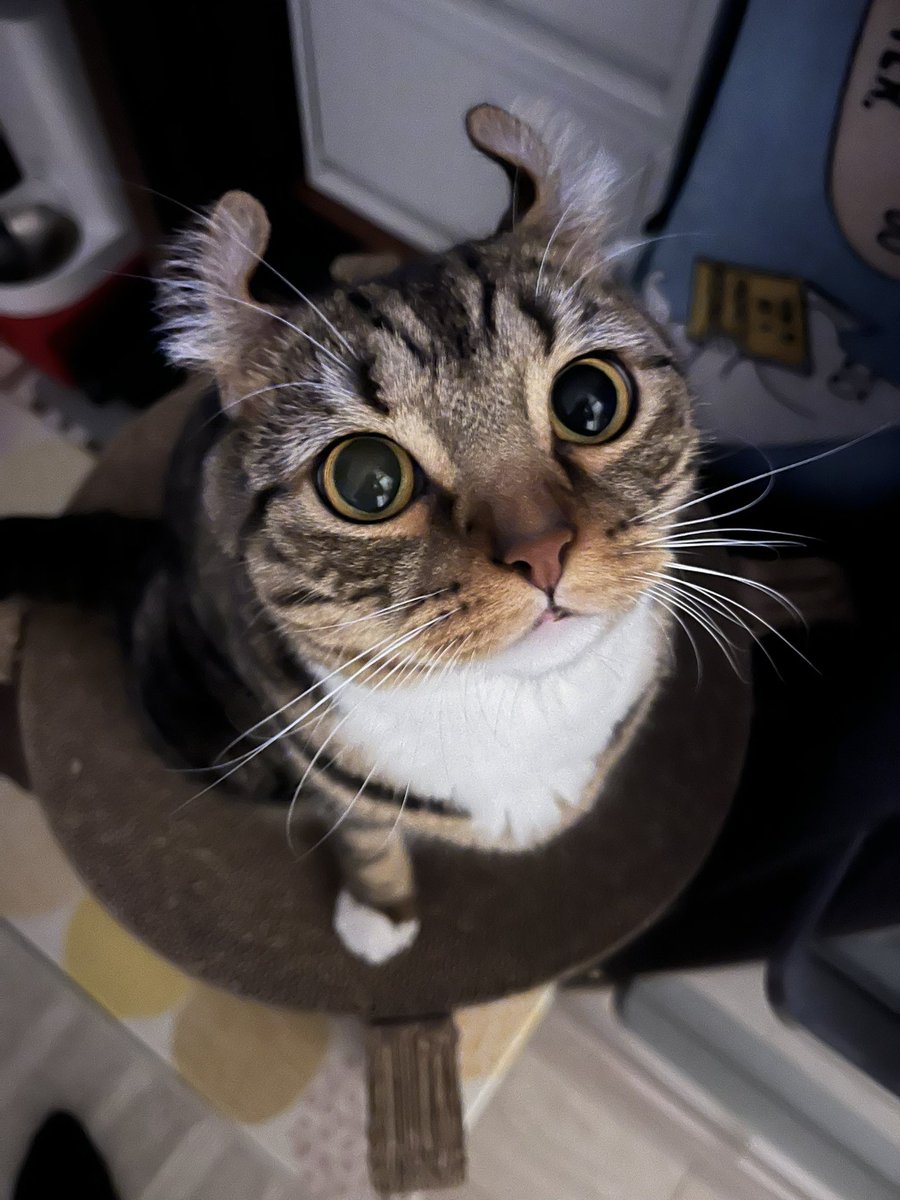 0maruchon's tweet photo. #世界猫の日  #世界猫の日2023 https://t.co/C8sLNTxt4c