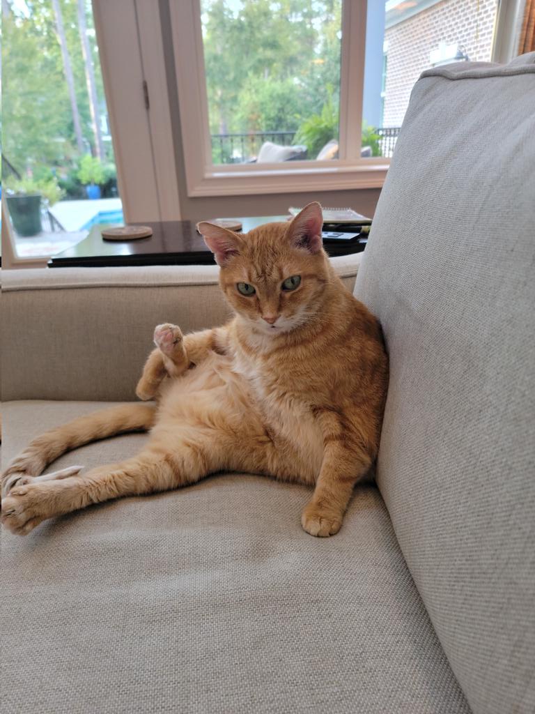 This Sam, posing for his International Cat Day photo!!