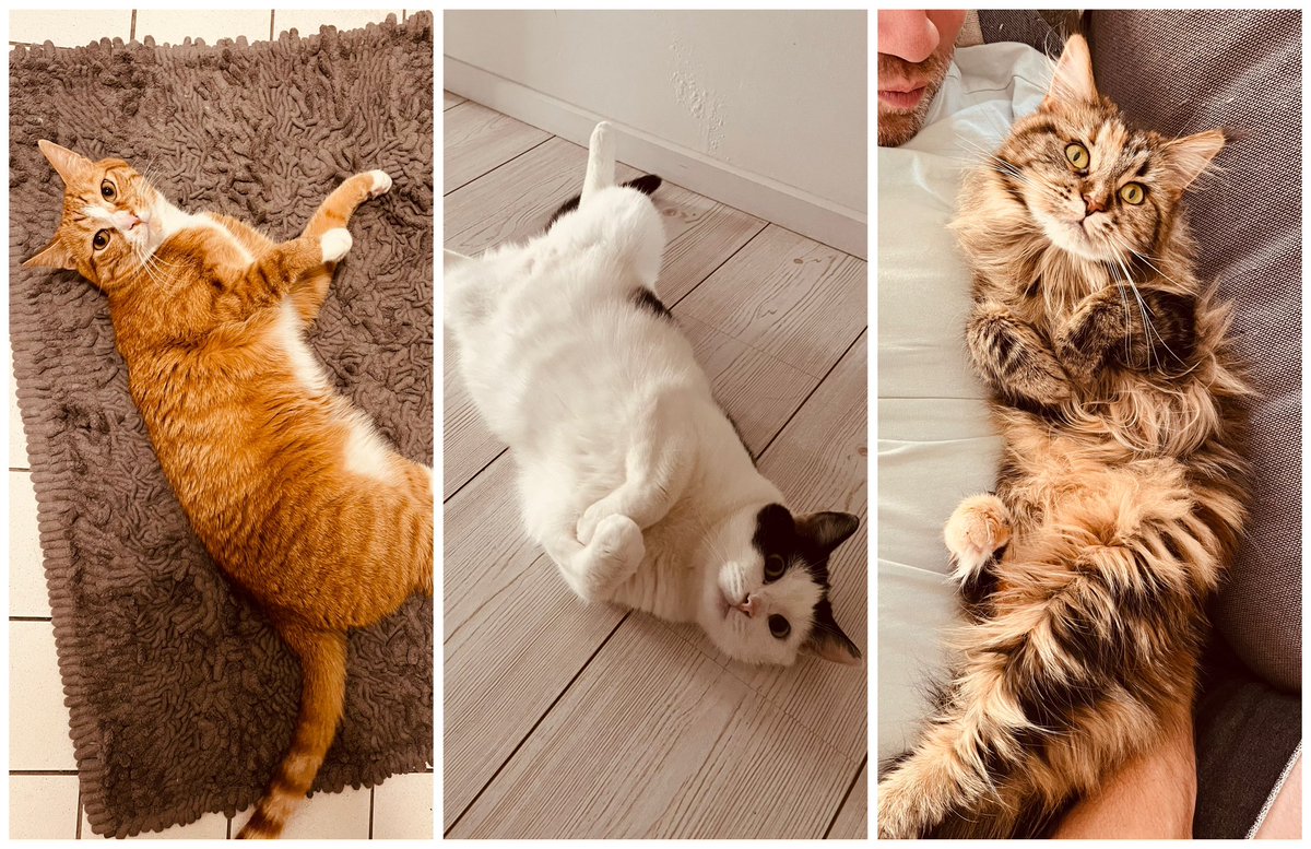 International Cat Day 🧡🤍🤎 #InternationalCatDay