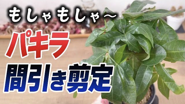 kumapan_channel's tweet image. もしゃもしゃパキラの間引き剪定 

youtu.be/6Fi6Cdz1H2o

#パキラ #pachira #観葉植物 #くまパン園芸 #KOBI