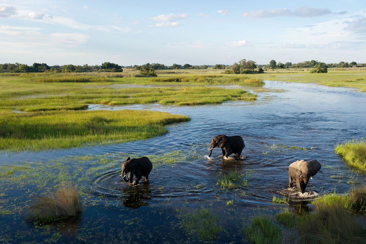 Witness the grace and beauty of elephants in their natural oasis, the Okavango Delta. 🐾

📷 Dana Allen

liquidgiraffe.com