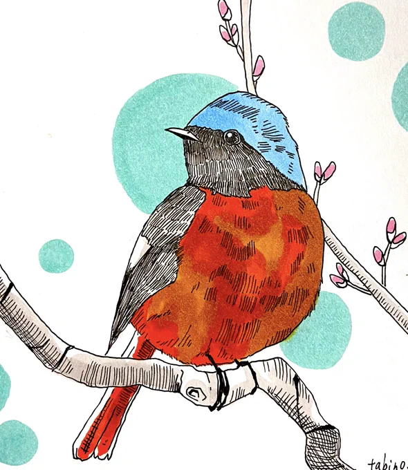 少し毛色を青に変更したりしていますが、参考にしたのはジョウビタキです。 #鳥 #鳥イラスト #絵柄が好みって人がいればいいなぁ