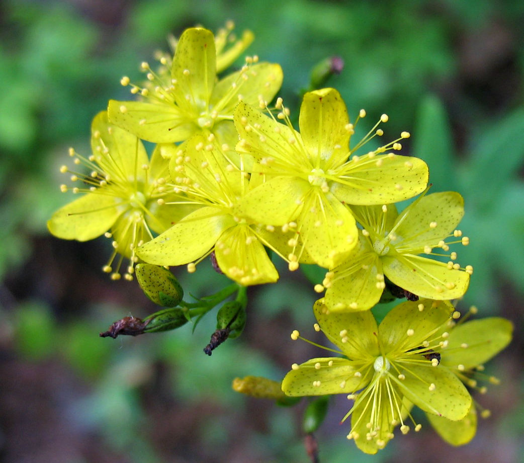 Georgia Native Plant Society tweet media