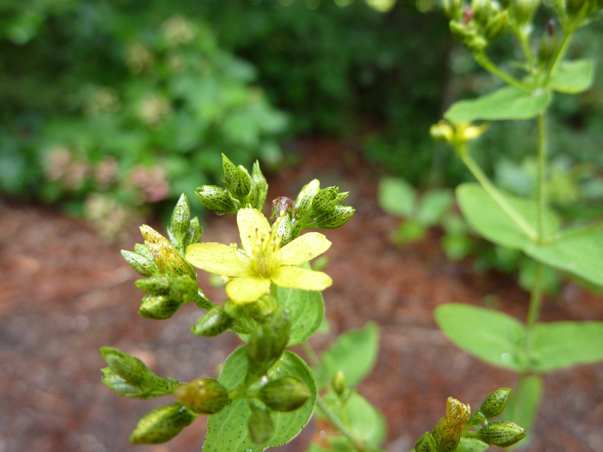 Georgia Native Plant Society tweet media