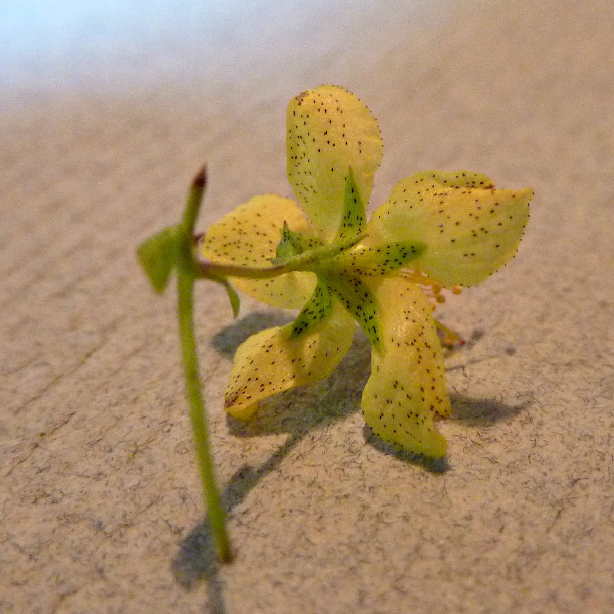 Georgia Native Plant Society tweet media