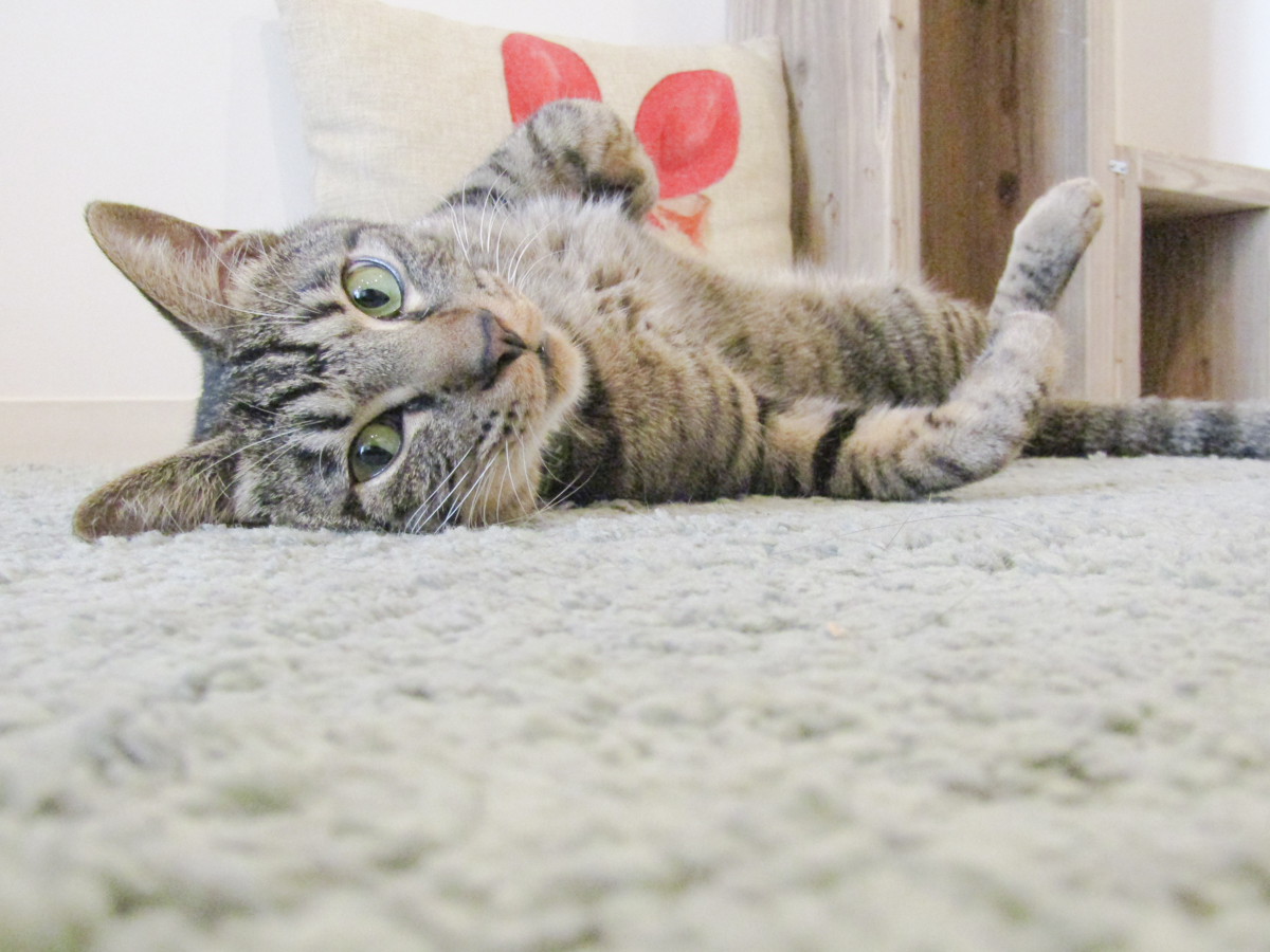 #世界猫の日 
#WorldCatDay 

顔はキリリ 体はだらり