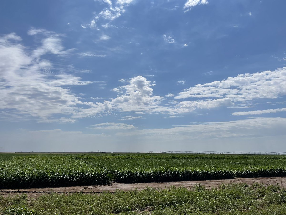 Sorghum is an amazing crop. Planting of our showcase plot west of Amarillo was delayed by two weeks as we dodged tornados, hail and massive amounts of rain (Rare for the Texas Panhandle). Now the heat has turned on and the sorghum has hit its stride. Photos are 3 weeks apart.