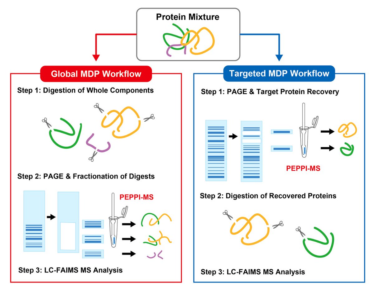Ayako Takemori (@takemoriayako) on Twitter photo PEPPI-MS has won the Grand Slam🏆of MS-based #proteomics: top-down, bottom-up, and finally middle-down proteomics! Thanks to all the members
@PhilippKaulich <a href="/nobu_takemori/">Nobu Takemori</a> involved in this wonderful collaboration between 🇯🇵&🇩🇪
onlinelibrary.wiley.com/share/author/K… PEPPI-MS has won the Grand Slam🏆of MS-based #proteomics: top-down, bottom-up, and finally middle-down proteomics! Thanks to all the members
@PhilippKaulich <a href="/nobu_takemori/">Nobu Takemori</a> involved in this wonderful collaboration between 🇯🇵&🇩🇪
onlinelibrary.wiley.com/share/author/K…