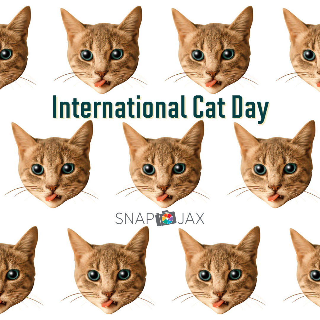 Happy International Cat Day!📷📷 We want to feature your feline friends today on-air and online! Share a photo/video of your cat on SnapJAX so we can show them off! Click --> bit.ly/3riop4u <-- and upload your photo under the 'Precious Pets' channel! #SnapJAX