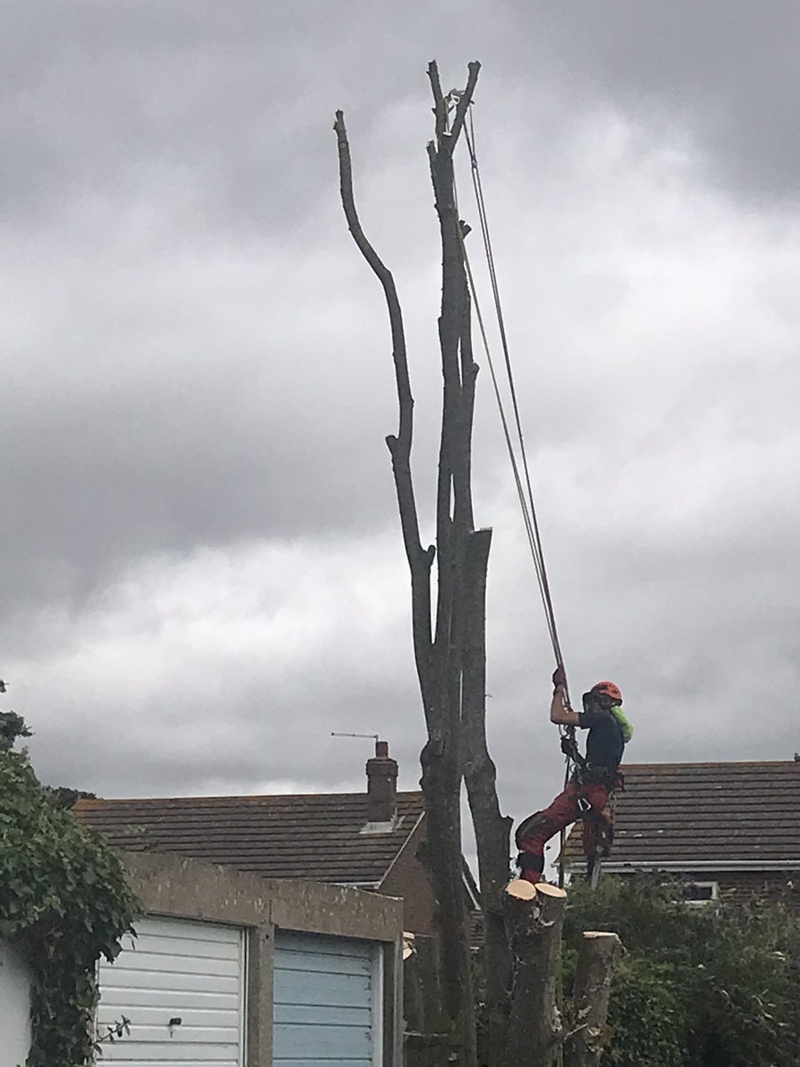 WrenBird01's tweet photo. Going going gone! Mature tree in heart of #kingsdown community cut down for one person’s sea view. Agreed by DDC. Tree surgeon said need for #netzero doesn’t exist What #climateemergency. Neighbours distraught at loss. @dover_labour @GreensDoverDist @Kent_Online https://t.co/4WE1toR1Bc