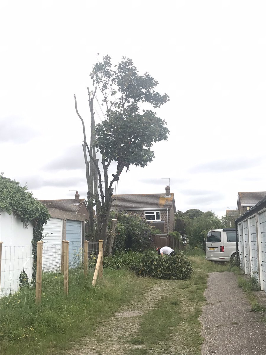 WrenBird01's tweet photo. Going going gone! Mature tree in heart of #kingsdown community cut down for one person’s sea view. Agreed by DDC. Tree surgeon said need for #netzero doesn’t exist What #climateemergency. Neighbours distraught at loss. @dover_labour @GreensDoverDist @Kent_Online https://t.co/4WE1toR1Bc