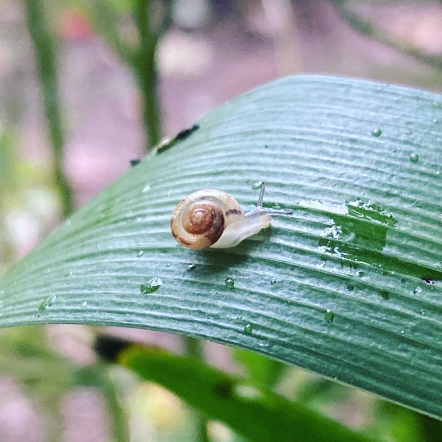 TCVHaringey's tweet image. 🐌🌱 The rain brings out some adorable baby snails at Railway Fields! Slow and steady wins the race, and these little explorers are proving it! 🚂🌼 #TinyAdventures #NatureWalks #SnailLife #tcv #haringey