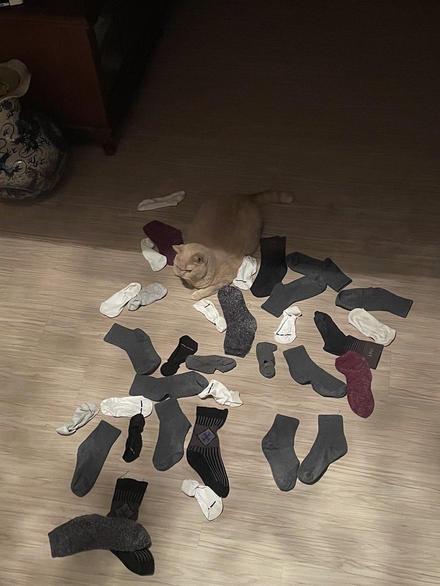 米寶硬要在襪子中間卡位🧦