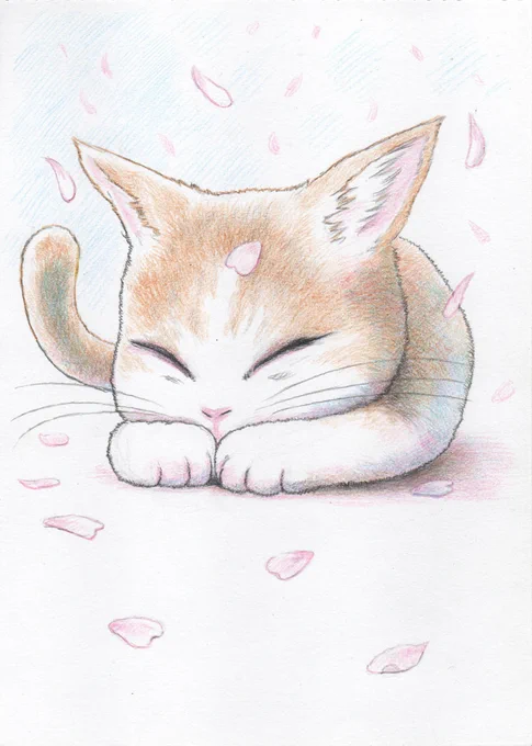 続いて春、春4月さくらシーズン、5月こいのぼりシーズンの猫さん #色鉛筆画 #世界猫の日 