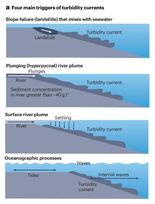 Insights into the causes of turbidity currents. Four main causes of turbidity currents are slope failures (landslides); plunging of hyperpycnal river plumes that are denser than seawater owing to high sediment concentrations; sediment settling from surface river plumes; and oceanographic processes such as storm waves, tides and internal waves that can supply sediment to canyon heads and trigger flows (including through landslides).