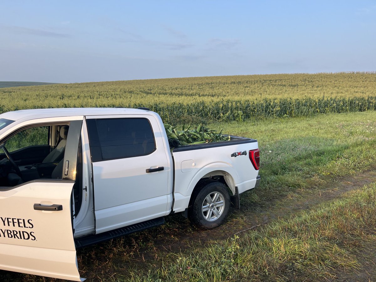 Picked a bit of sweet corn this morning!  Looking great