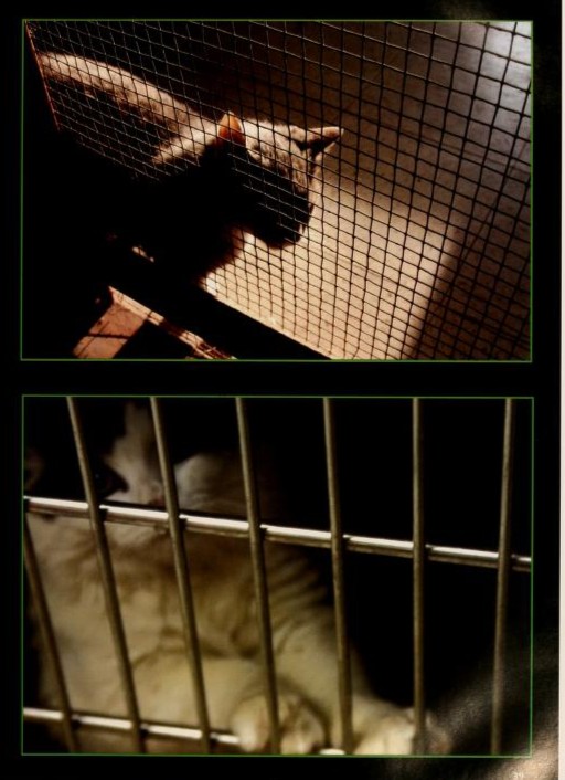 Its #InternationalCatDay! We have many cats throughout #OHIOUniversityArchives (like the @ohiou Bobcat, of course). This photo essay is featured in the 2005 Athena Yearbook, highlighting the story of one cat shelter: bit.ly/ou-ua-athena20… #OHIOUniversityArchives