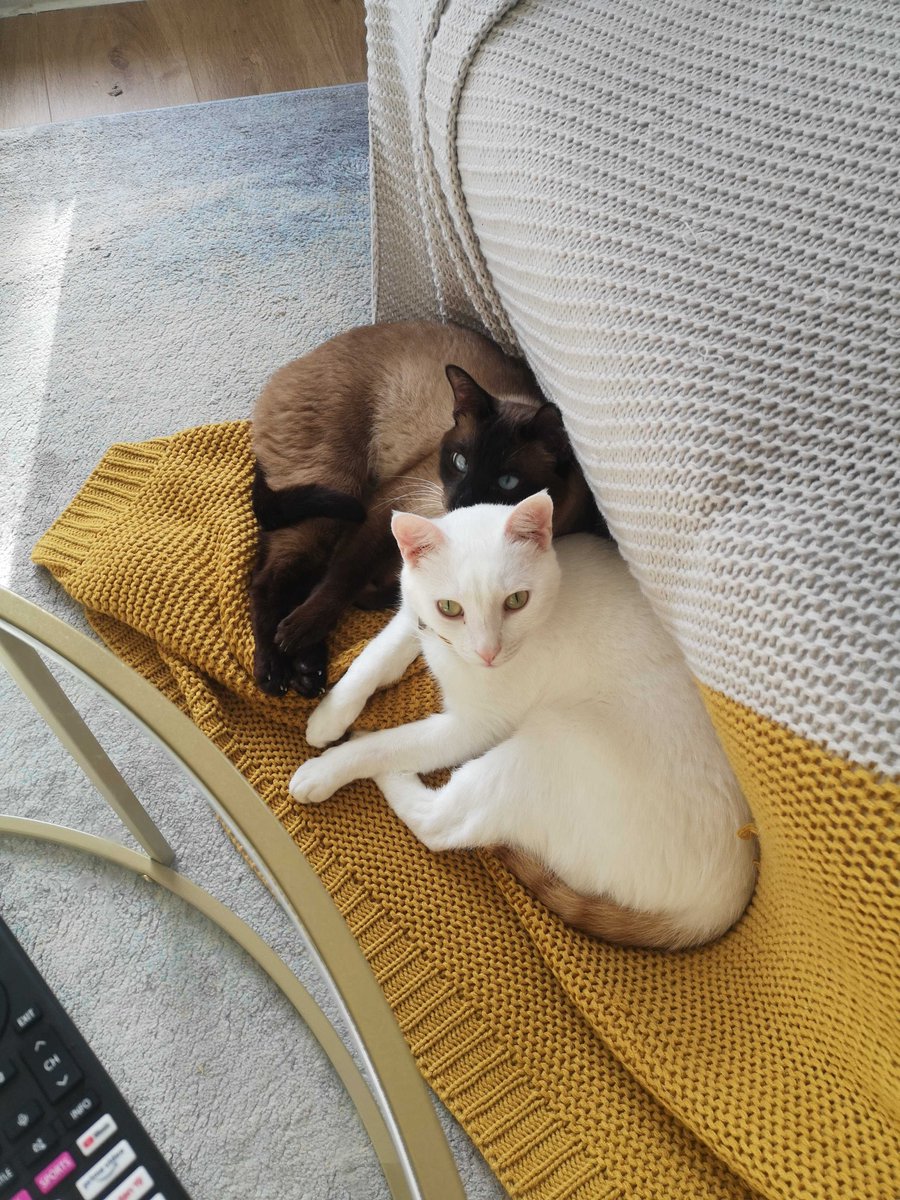 Studiotypes tweet media