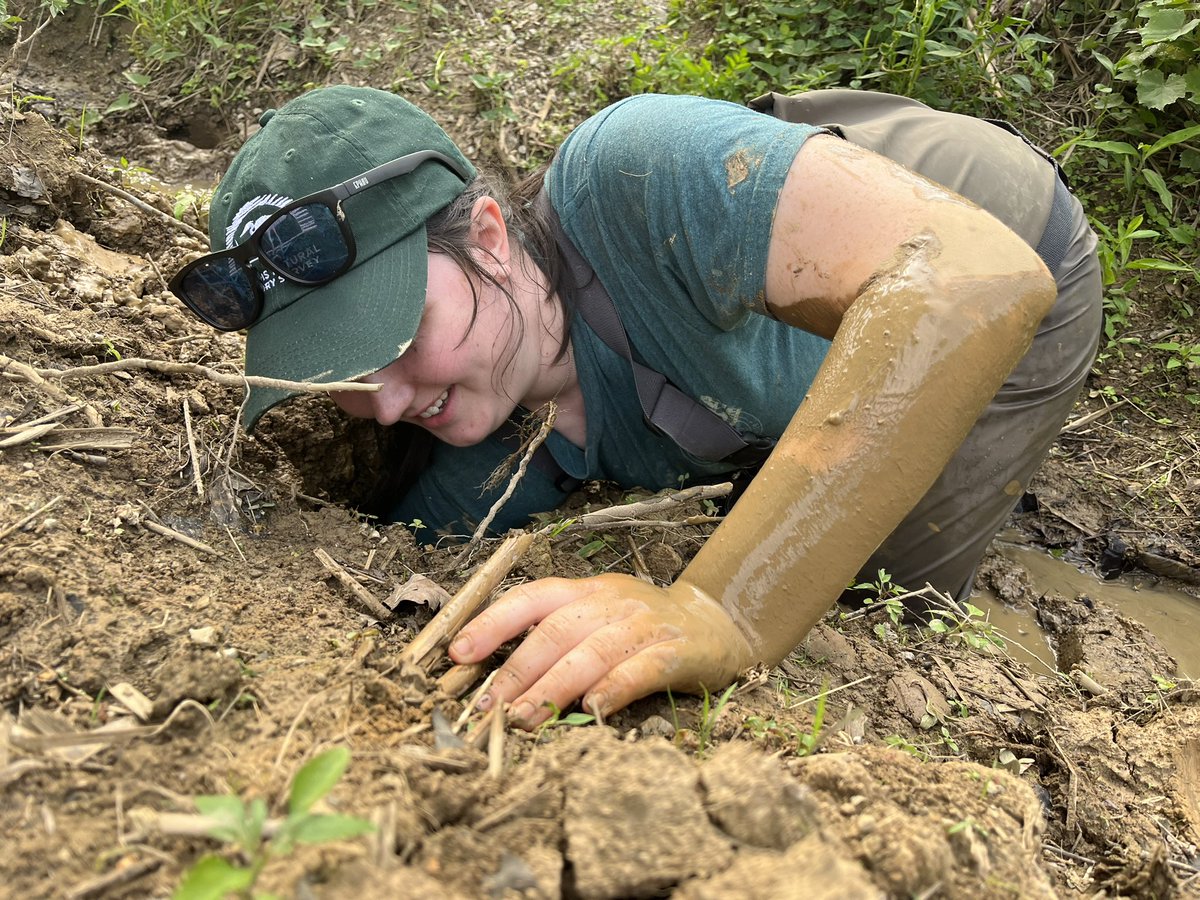 #CrayWeek Day 2! 

My research focuses on burrowing crayfish. These animals can create impressive burrows that make them very tough to sample. 
Luckily I love playing in the mud as my job! 🦞