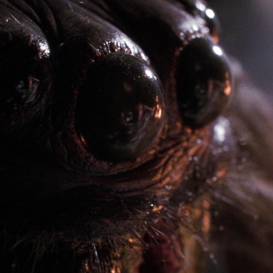 blackfawndistro's tweet image. Are you afraid of spiders? 🕷️ You gotta check out our new episode of 90s Night premiering tonight at 5:00 PM on YouTube! Benner &amp;amp; Kells will be spinning their thoughts on the 90s classic Arachnophobia. Don't miss this one! 😱🙌
#90sNight #Arachnophobia #ThrowbackFun #90sMovies