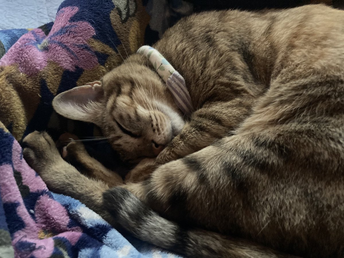 leru0412's tweet photo. 仕事から帰って、今日は世界猫の日ってやつを見てから余計にネコを触りたくなっているのだが肝心のうちのネコが外に出ていて触れないという悲しみを背負って今日も寝るよ。 https://t.co/pqPUhbVTxK