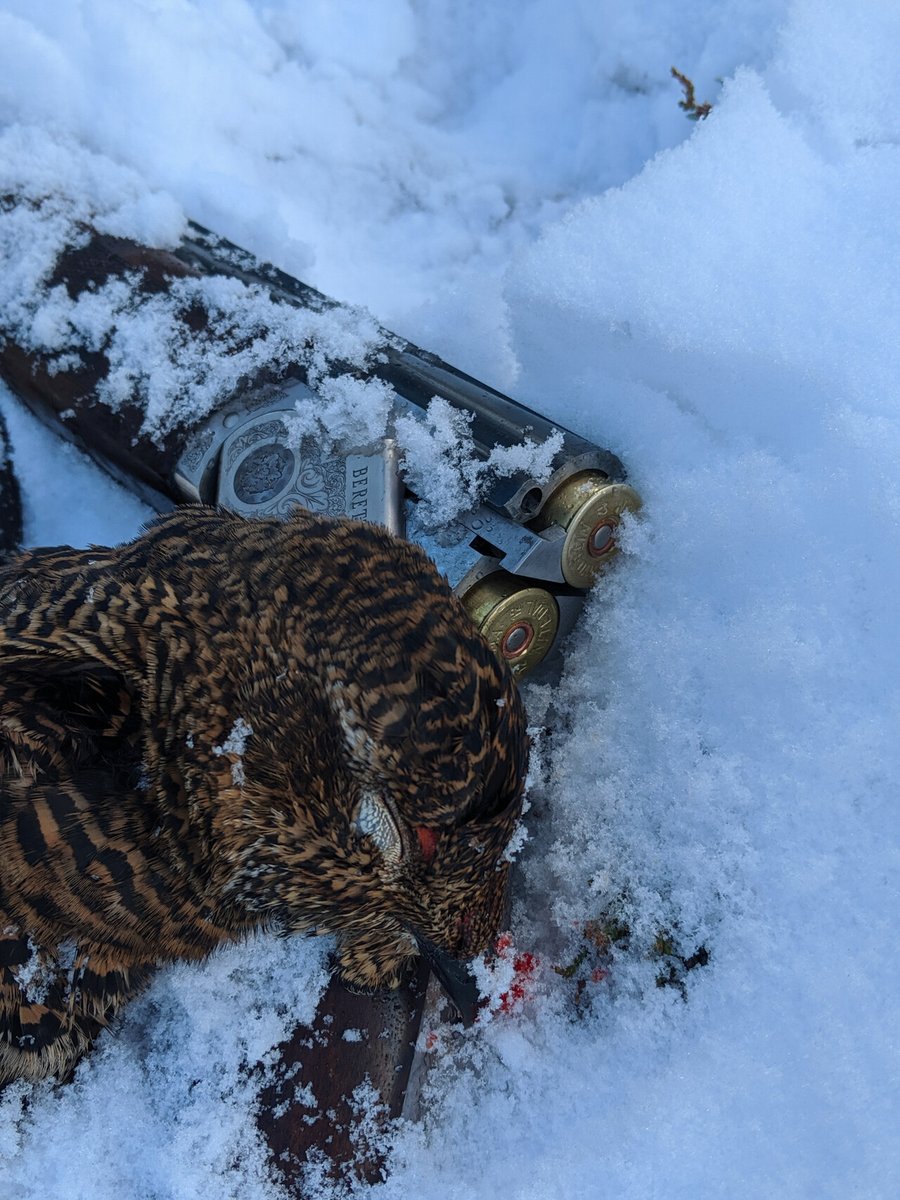 HuntersComp's tweet image. User: Andreas
Date: 2019-10-05
Country: Norway
Region: Innlandet
Species: Black grouse
Sex: Female
Weight: 0.911kg / 2.01lbs
HuntersCompanion.com
#hunting #jakt #outdoor