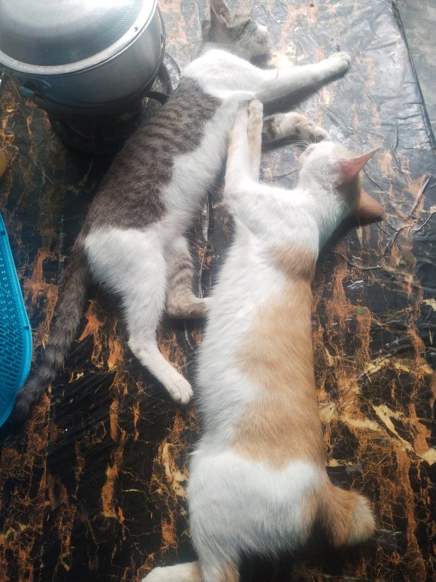 kieshelm_143's tweet photo. Panda and Elski 😢
Happy International Cat Day! 
You two will be missed. 
Run free 😢
#InternationalCatDay https://t.co/faSFR6Dwim