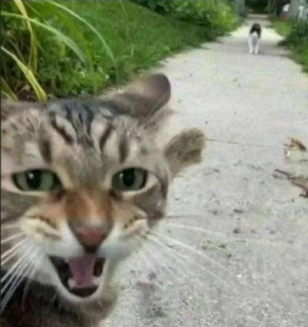 Dont Show Your Cat tweet media