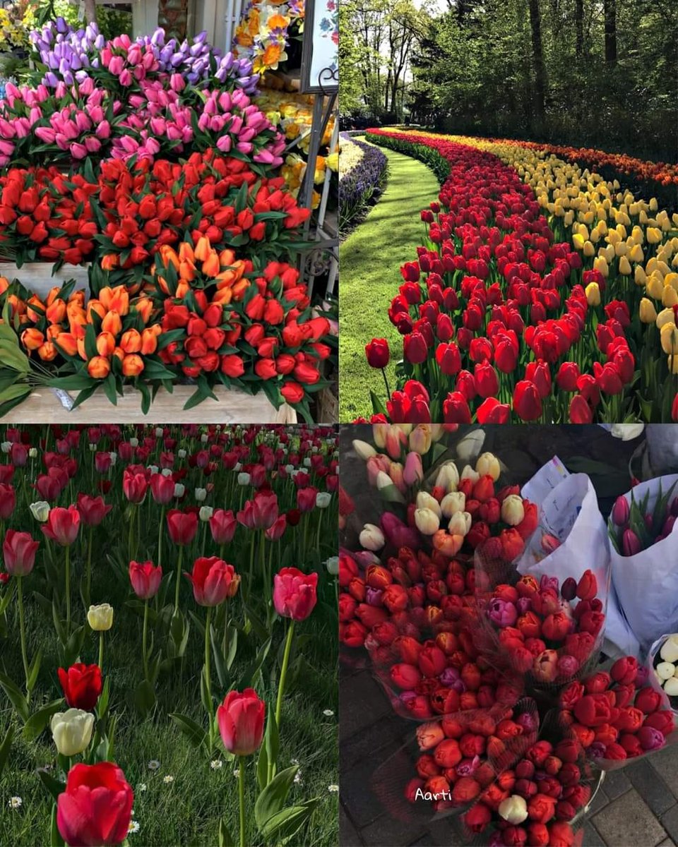 shades of tulips <3
