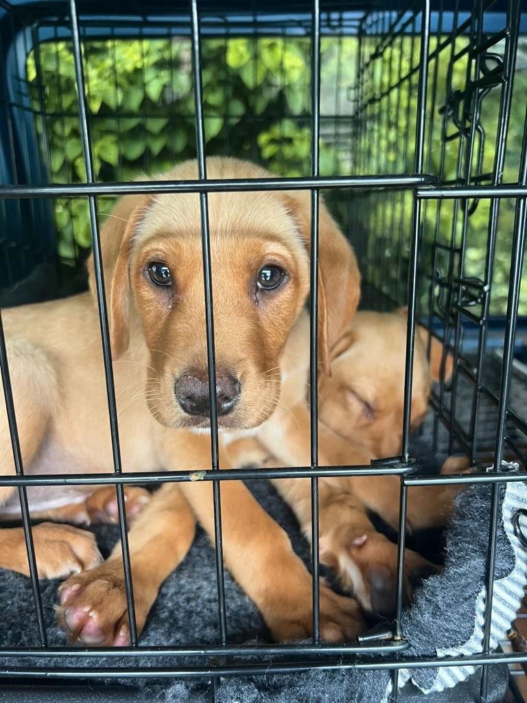 ASPoliceDogs tweet media