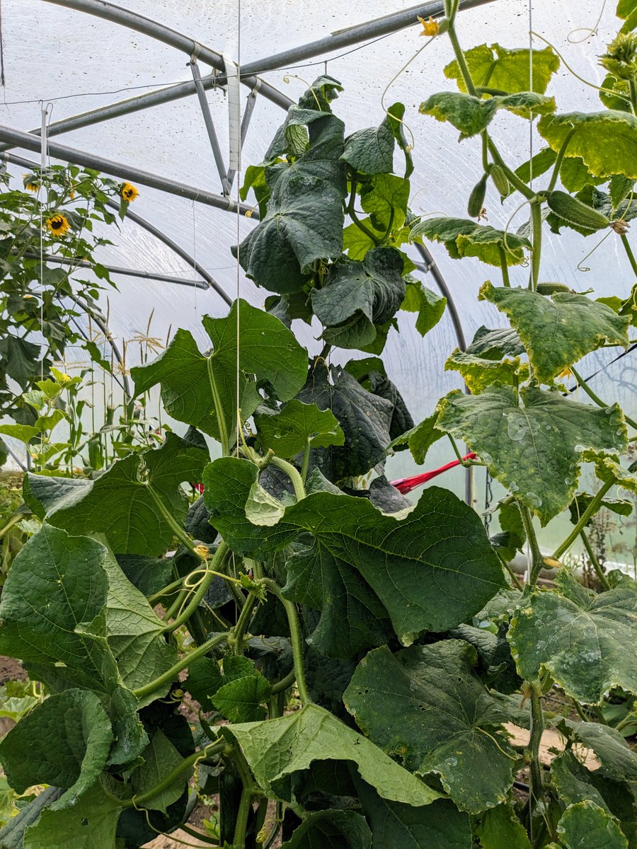 Smallholders Ireland tweet media