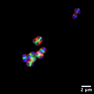 Lucia Lafage (@lafagelucia) on Twitter photo Bacteria can also be colourful. A break from grey TEM using the Nikon Eclipse Ti Inverted Fluorescent Microscope :) #NikonHealthcareUK
<a href="/NikonInst/">Nikon Microscope Solutions</a> Bacteria can also be colourful. A break from grey TEM using the Nikon Eclipse Ti Inverted Fluorescent Microscope :) #NikonHealthcareUK
<a href="/NikonInst/">Nikon Microscope Solutions</a>