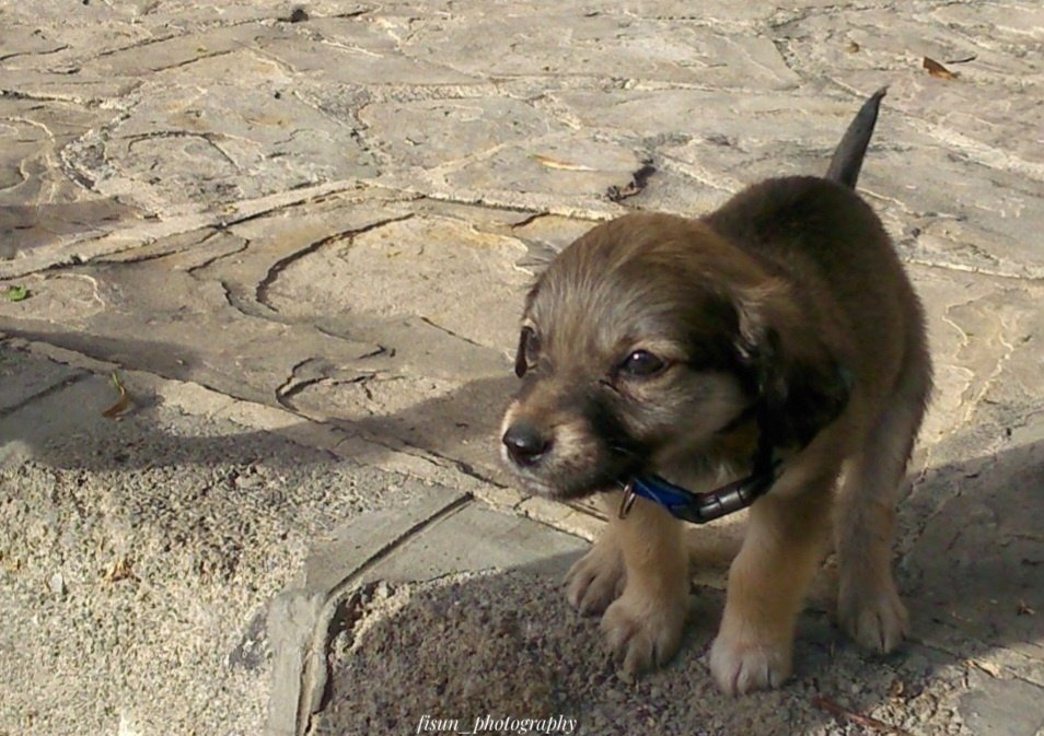 fisunphotograp1's tweet photo. #cutepaws #photo #littlefriends
Bazen yanıbaşında buluverirsin sevgiyi..
🩷🩷 https://t.co/D1P8Z7CZ2S