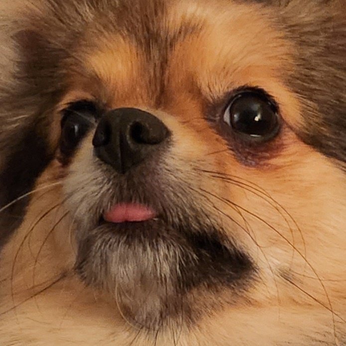 STAYMOONIES's tweet photo. Don't mind my new pfp 

It's only my doggy looking like she has zero braincell so I was relating to it😅 https://t.co/n8RYmry1MC