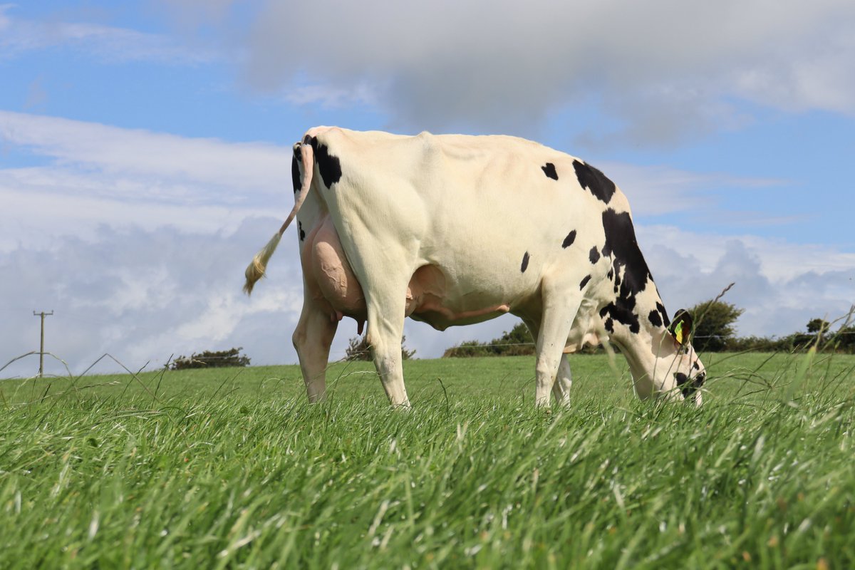 Munster Bovine tweet media