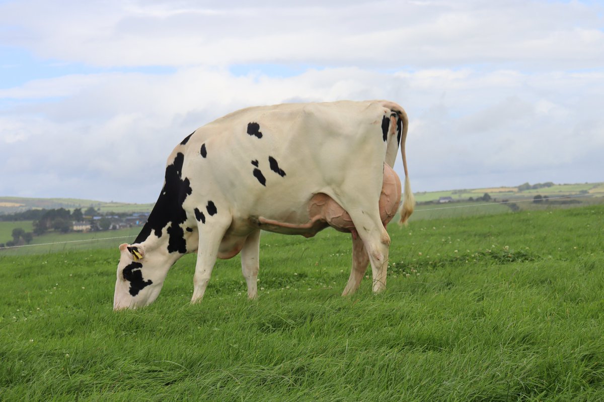 Munster Bovine tweet media