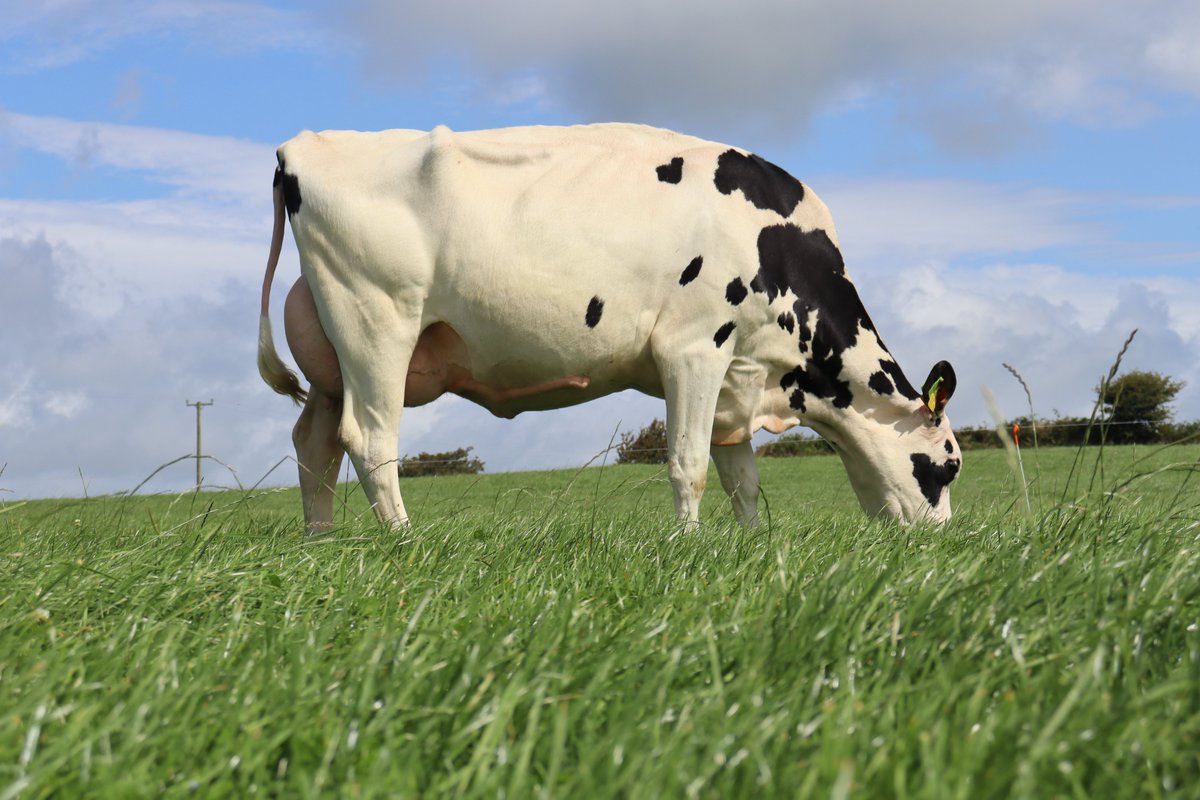 Fantastic Westcoast Yamaska (FR4368) daughter seen on Robert Shannon`s farm in Clonakilty, Co. Cork.
Yamaska is a daughter proven sire, with excellent Udders.  This cow was classified as a VG88 as a 2nd calver. Her son is an exciting new sire, coming soon!