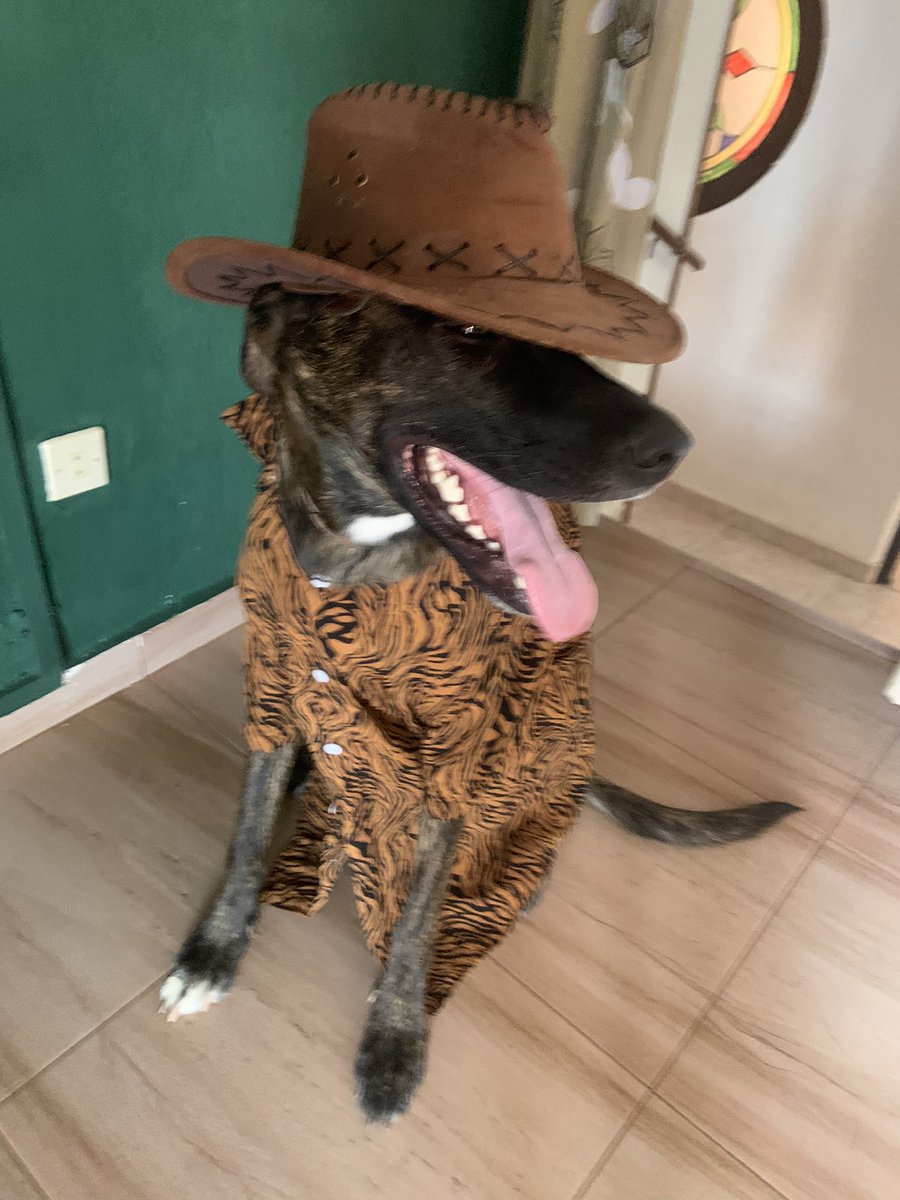 InesMnMr's tweet photo. Cuando eres un perro de defensa personal pero te adopta una niña de 25 años con problemas psicológicos https://t.co/v99Q4sB0b9