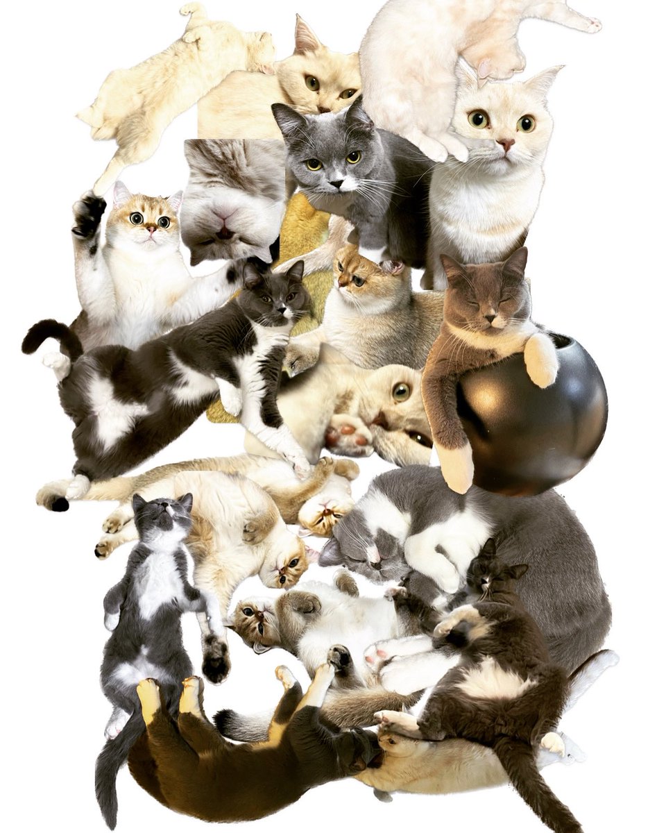 love_yuna's tweet photo. cats cats cats
🤍🤍🤍🤍🤍🤍
🤍🤍🤍🤍🤍🤍
🖤🖤🖤🖤🖤🖤 https://t.co/vdaUVYybVY