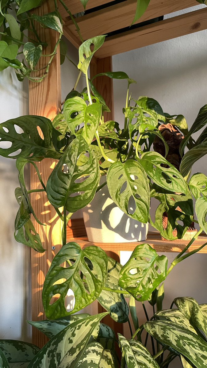 plantguyserbia's tweet photo. #houseplants https://t.co/jn2tONAoRZ
