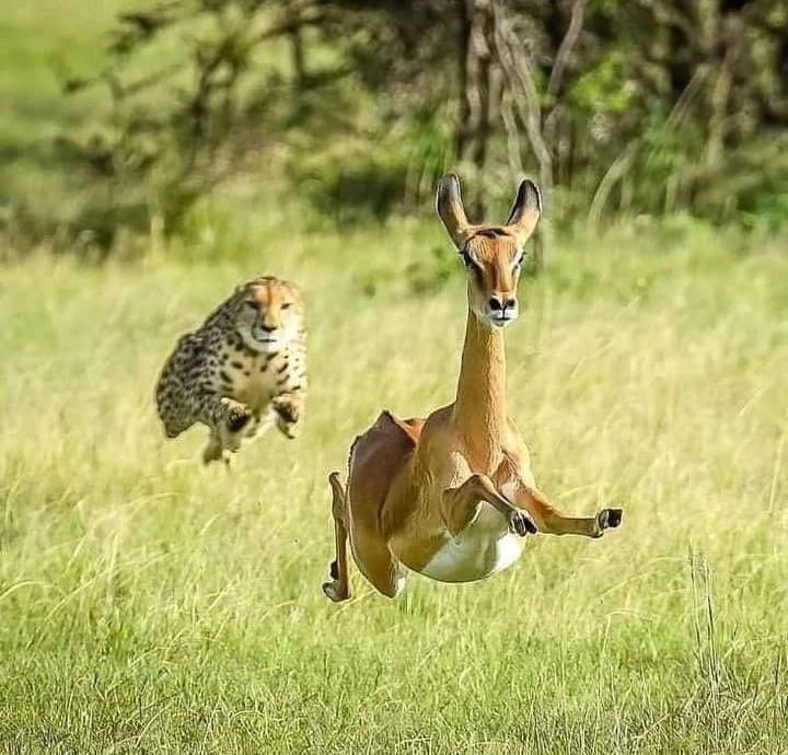 rasfada's tweet photo. Agenda boys nd girls on X(Twitter)after the announcement getting paid for a tweet😂
||Elon Musk ||Shatta Wale https://t.co/t8mmzi2ADp