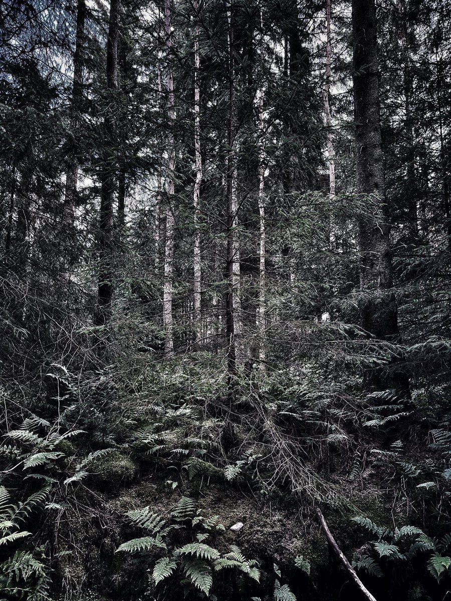 christina_IBD's tweet photo. The fir trees at Beecraigs are majestic. And the new trekking pole, a game changer!!! #firtrees #beecraigscountrypark #naturephotography #natureonyourdoorstep https://t.co/j4IW2ACJuJ