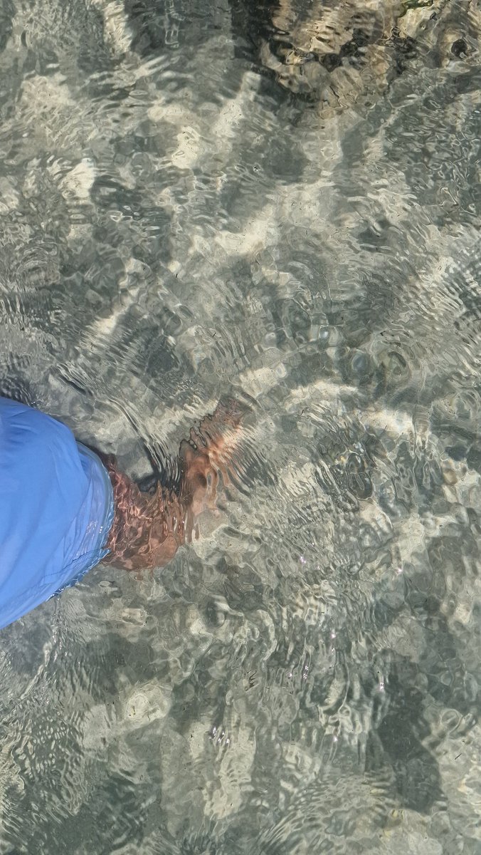 NonEvoluto's tweet photo. Mi sa che devo programmare l'acquisto di un costume a tinte rossonere, un gruppo di ragazzi di Roma accampati a fianco del mio ombrellon3 mi ha appena chiesto "Aho anvedi questo, sei mica da a Lazio, vero?". ๐ Anche al mare, #ComproOriginale https://t.co/8Njp5UG2Tb