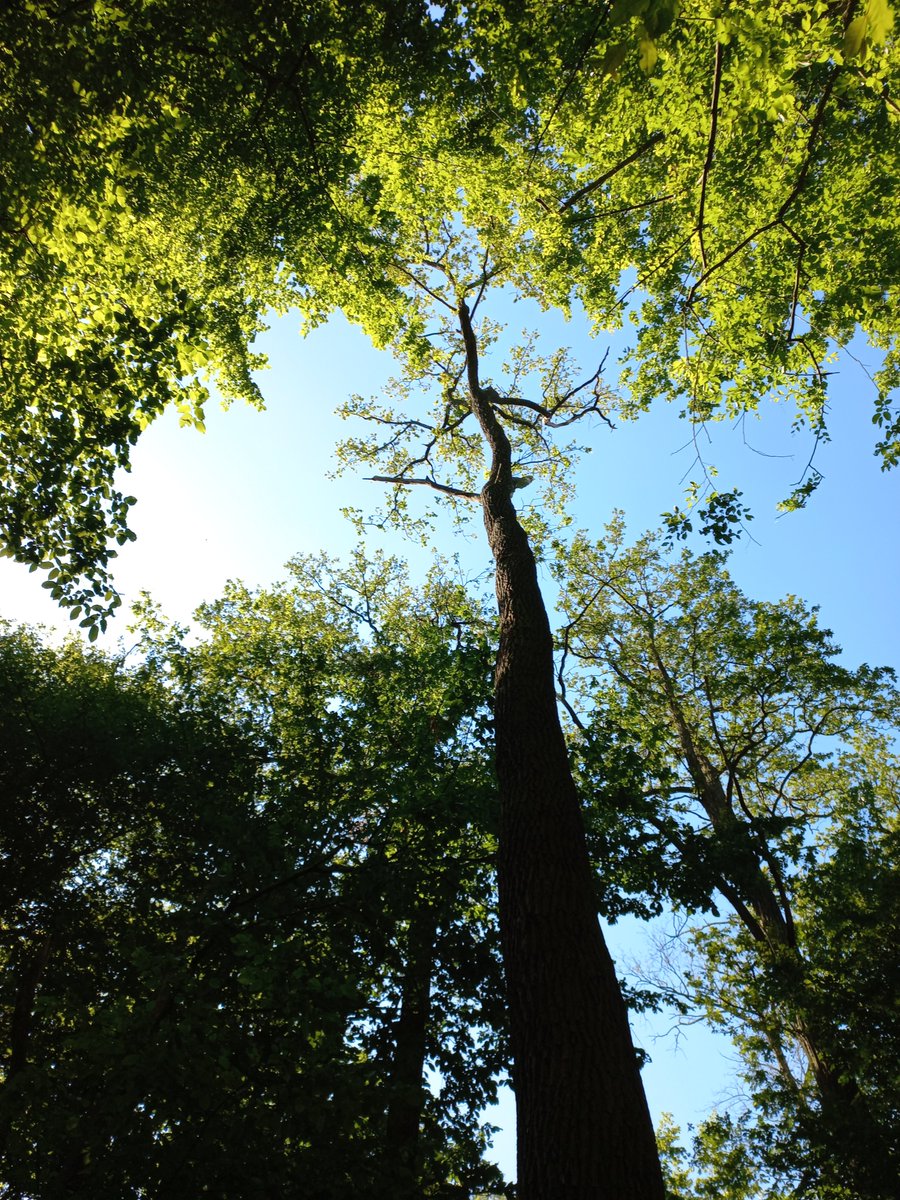 On our testing field 🌳🌲#trees #nature