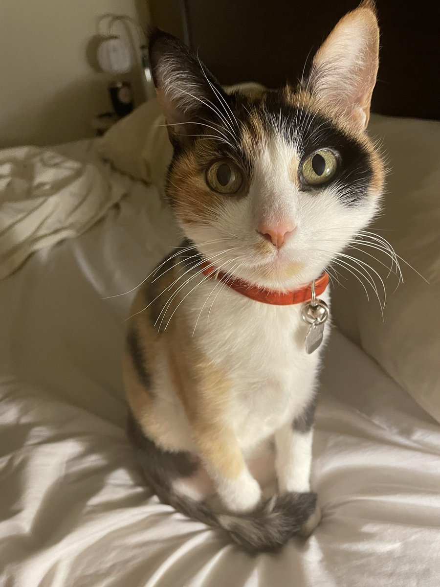 ericakaulani's tweet photo. @ShouldHaveCat my sweet girl passed exactly one week ago. i’m getting her face tattooed on me today ❤️ https://t.co/Z7TLMr33H4