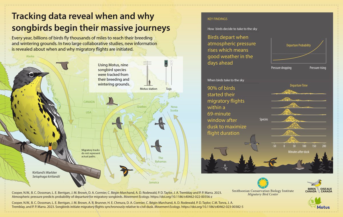 KAP. Design (@kapdesign) on Twitter photo This is the third bird research infographic in our series! We collaborated with @Nature_Is_Grand and <a href="/BirdsCanada/">Birds Canada</a> to create this #infographic highlighting songbird migration research. #scicomm #visualabstract #Motus #ornithology This is the third bird research infographic in our series! We collaborated with @Nature_Is_Grand and <a href="/BirdsCanada/">Birds Canada</a> to create this #infographic highlighting songbird migration research. #scicomm #visualabstract #Motus #ornithology