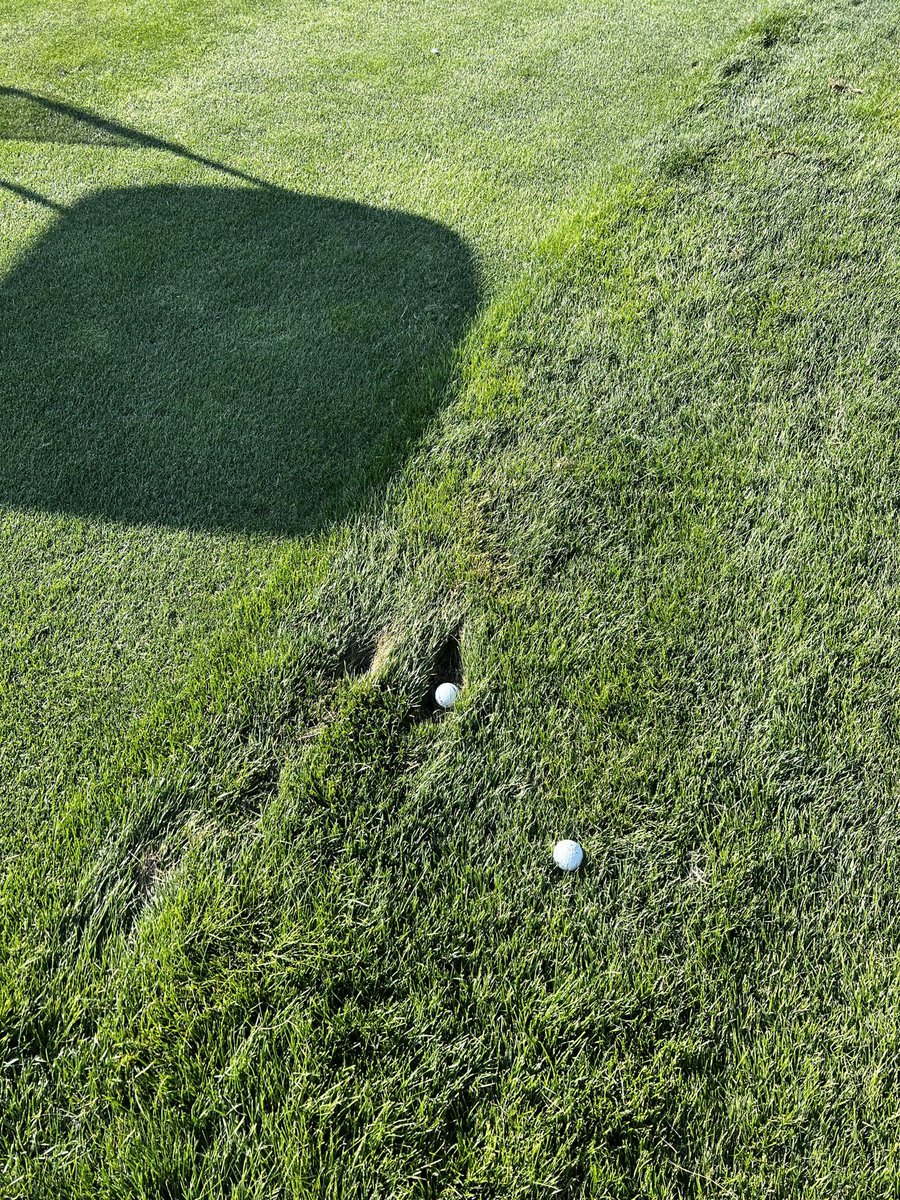 Ken Schall Golf tweet media