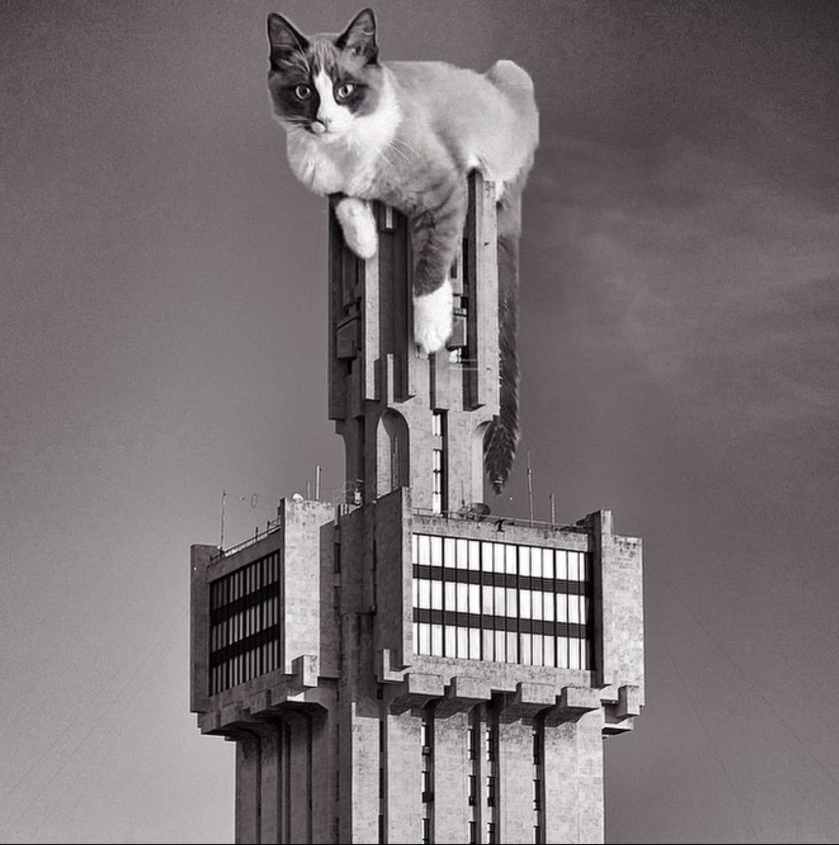 presentcorrect's tweet photo. International Cat Day wouldn't be the same without Cats of Brutalism. https://t.co/ourabxMsK7 https://t.co/GLj5wS2Uoy