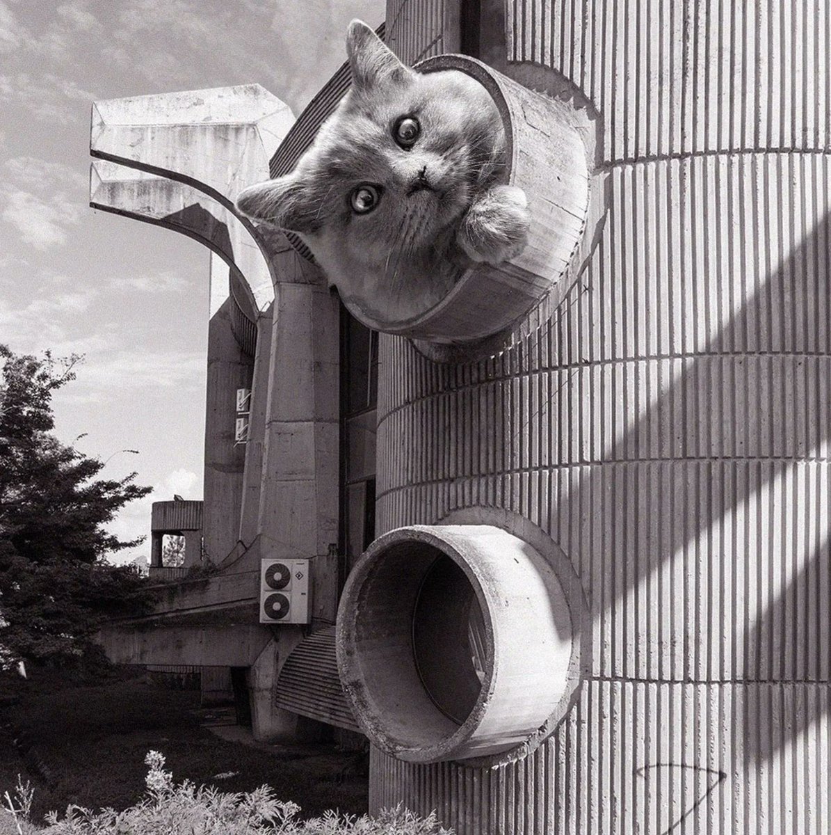 presentcorrect's tweet photo. International Cat Day wouldn't be the same without Cats of Brutalism. https://t.co/ourabxMsK7 https://t.co/GLj5wS2Uoy
